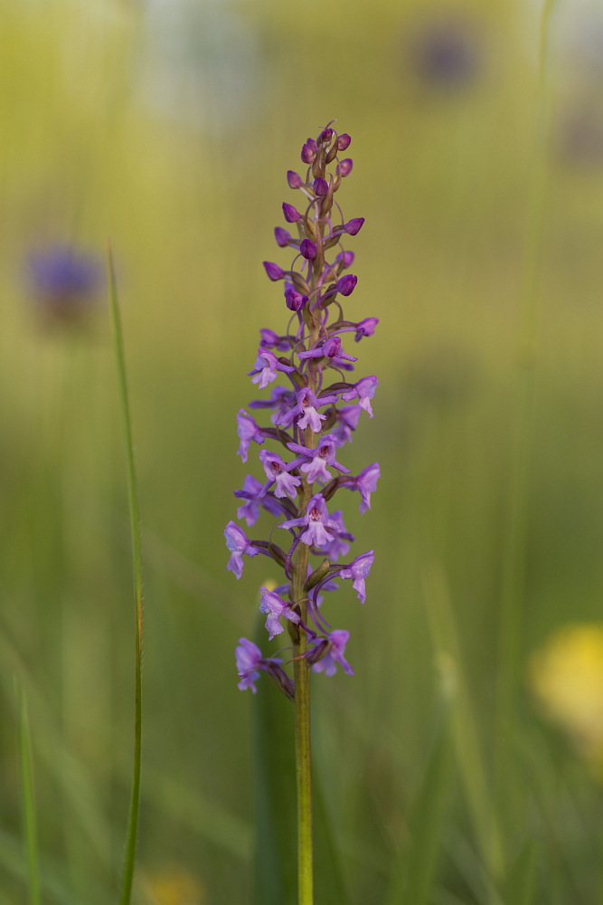 http://www.eifelmomente.de/albums/Nordeifel/Sommer/2016_06_22-23_Orchideen_Sonnenaufgang_Eifel/2016_06_22_-_104_Bei_Nonnenbach_DNG_bearb.jpg