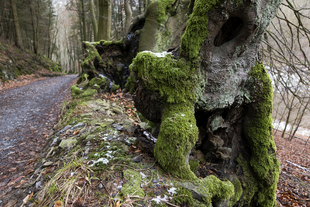 https://www.eifelmomente.de/albums/Nordeifel/Winter/2020-21_Winter/2021_01_03_-_020_Tiefenbachtal_ARW_bearb.jpg