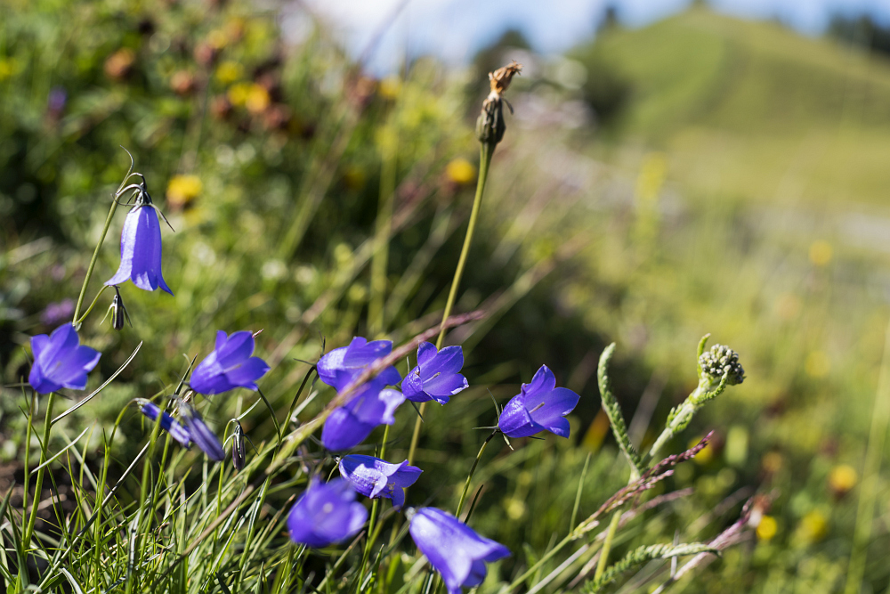 https://www.eifelmomente.de/albums/Urlaub/2018_07_17-26_Alpen/2018_07_18_-_156_Sarlridl_DNG_bearb.jpg