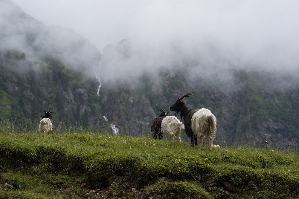 https://www.eifelmomente.de/albums/Urlaub/2018_07_17-26_Alpen/2018_07_22_-_099_Sulzenaualm_DNG_bearb.jpg