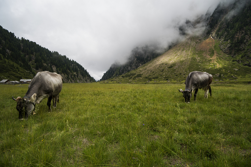 https://www.eifelmomente.de/albums/Urlaub/2018_07_17-26_Alpen/2018_07_22_-_148_Sulzenaualm_DNG_bearb.jpg