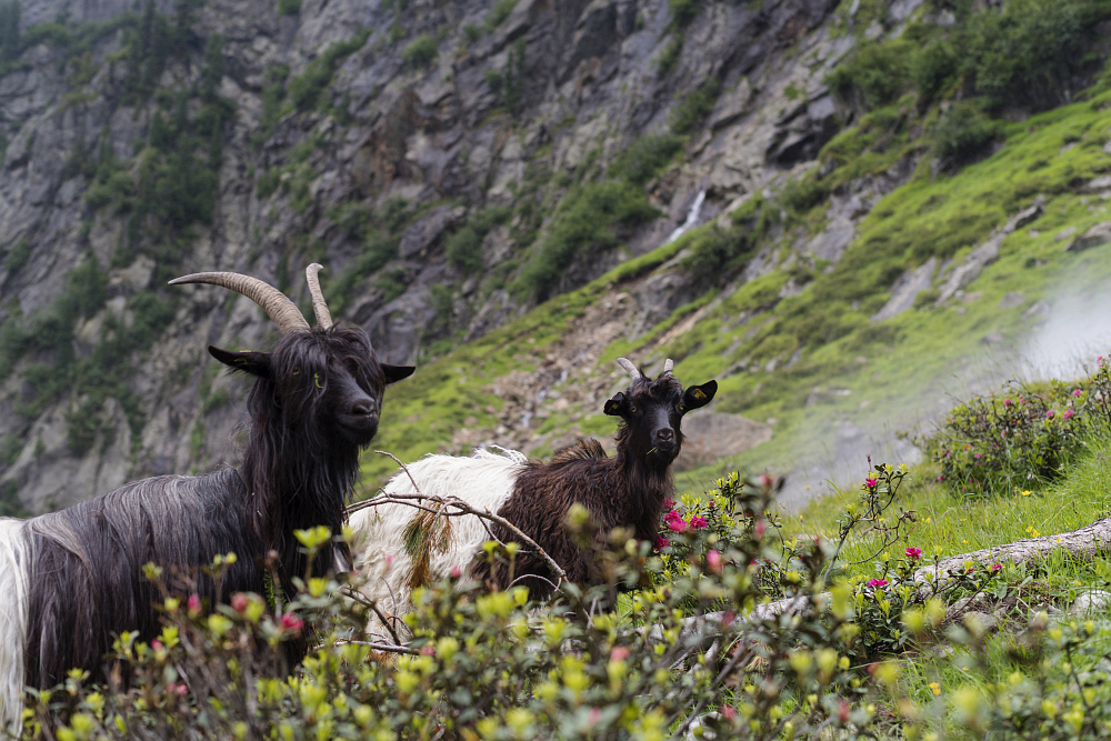 https://www.eifelmomente.de/albums/Urlaub/2018_07_17-26_Alpen/2018_07_22_-_169_Sulzenaualm_DNG_bearb.jpg