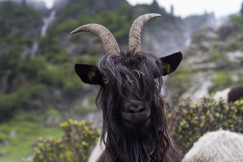 https://www.eifelmomente.de/albums/Urlaub/2018_07_17-26_Alpen/2018_07_22_-_175_Sulzenaualm_DNG_bearb.jpg