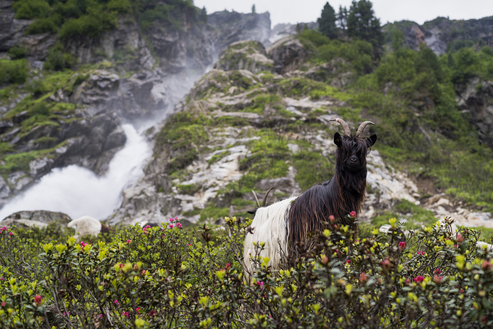 https://www.eifelmomente.de/albums/Urlaub/2018_07_17-26_Alpen/2018_07_22_-_188_Sulzenaualm_DNG_bearb.jpg