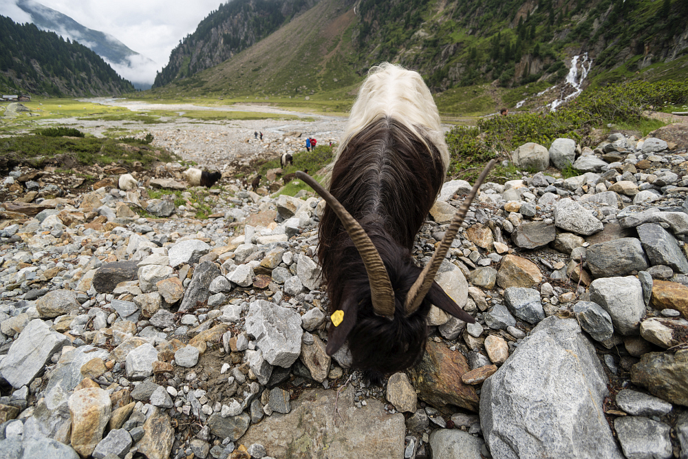 https://www.eifelmomente.de/albums/Urlaub/2018_07_17-26_Alpen/2018_07_22_-_203_Sulzenaualm_DNG_bearb.jpg